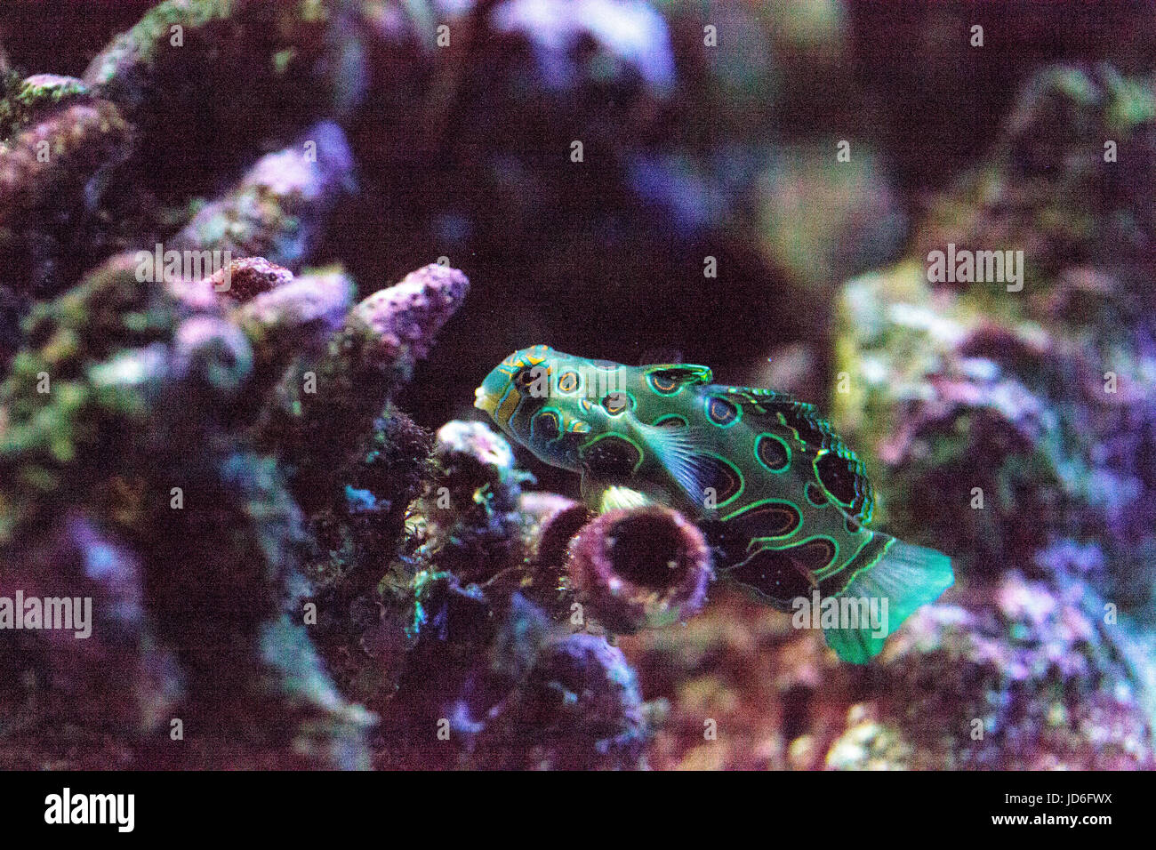 Picturesque Dragonet fish Synchiropus picturatus swims over a coral reef Stock Photo