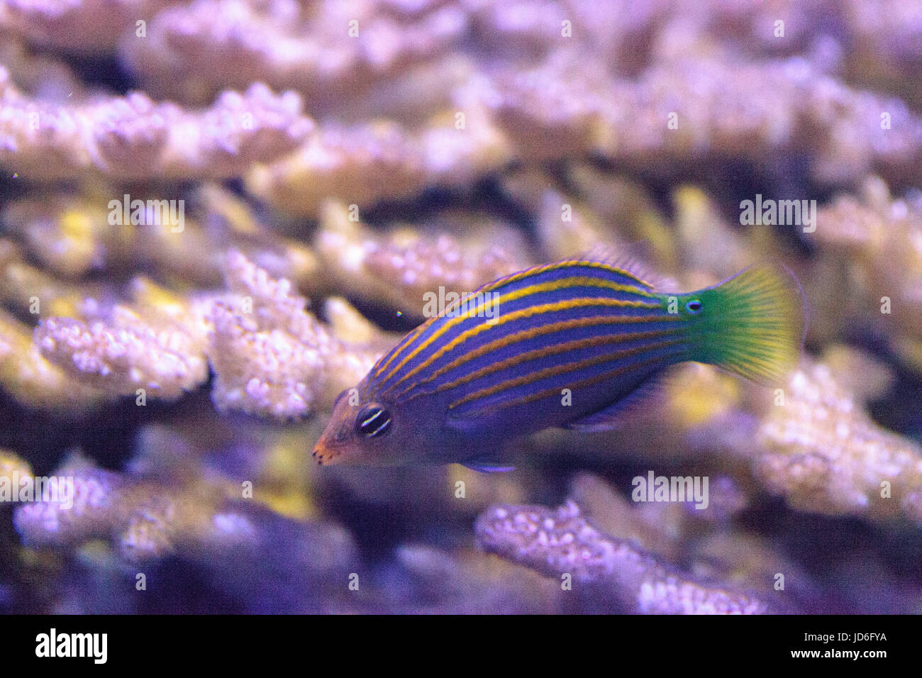 Pinstriped wrasse fish Halichoeres melanurus swims over a coral reef Stock Photo