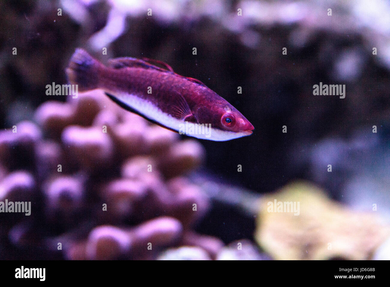 Red-margined wrasse Cirrhilabrus rubrimarginatus swim along a coral reef Stock Photo