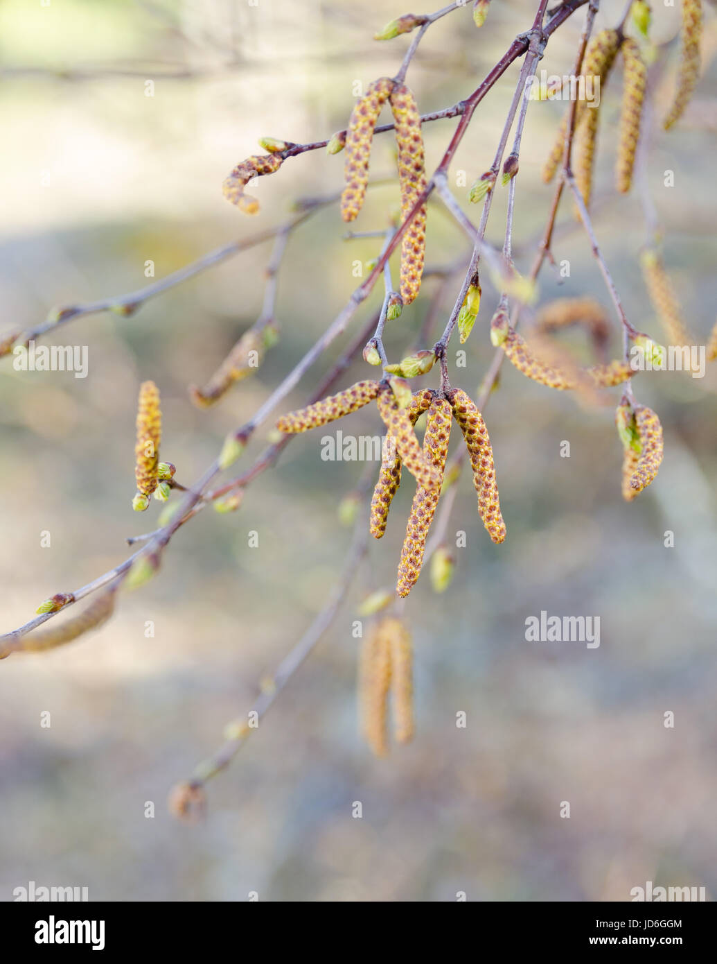 One birch full of pollen in spring bad for allergy Stock Photo Alamy