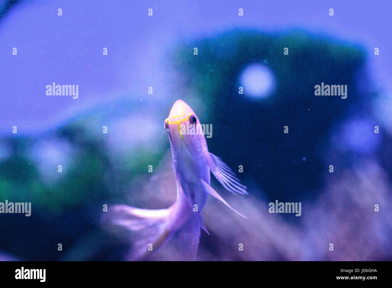 Sunburst anthias fish Serranocirrhitus latus also called Hawkfish anthias Stock Photo