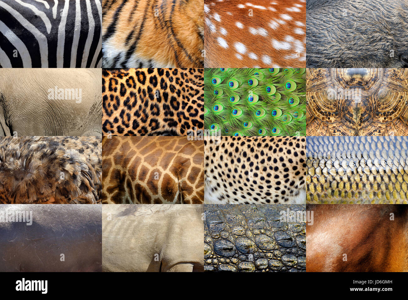 Collection of many real wild animals skin furs Stock Photo