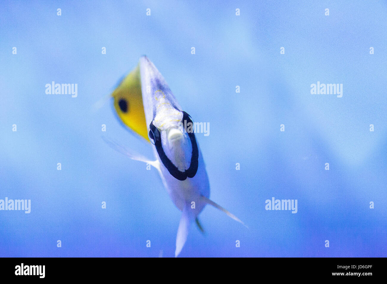 Threadfin butterflyfish known as Chaetodon auriga in a coral reef. Stock Photo