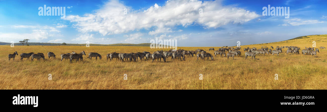 Zebras in a row walking in the savannah in Africa. National park Masai Mara in Kenya Stock Photo