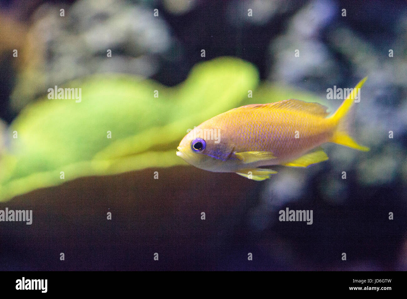 Yellow Lyretail Anthias fish known as Pseudanthias squamipinnis in a coral reef. Stock Photo