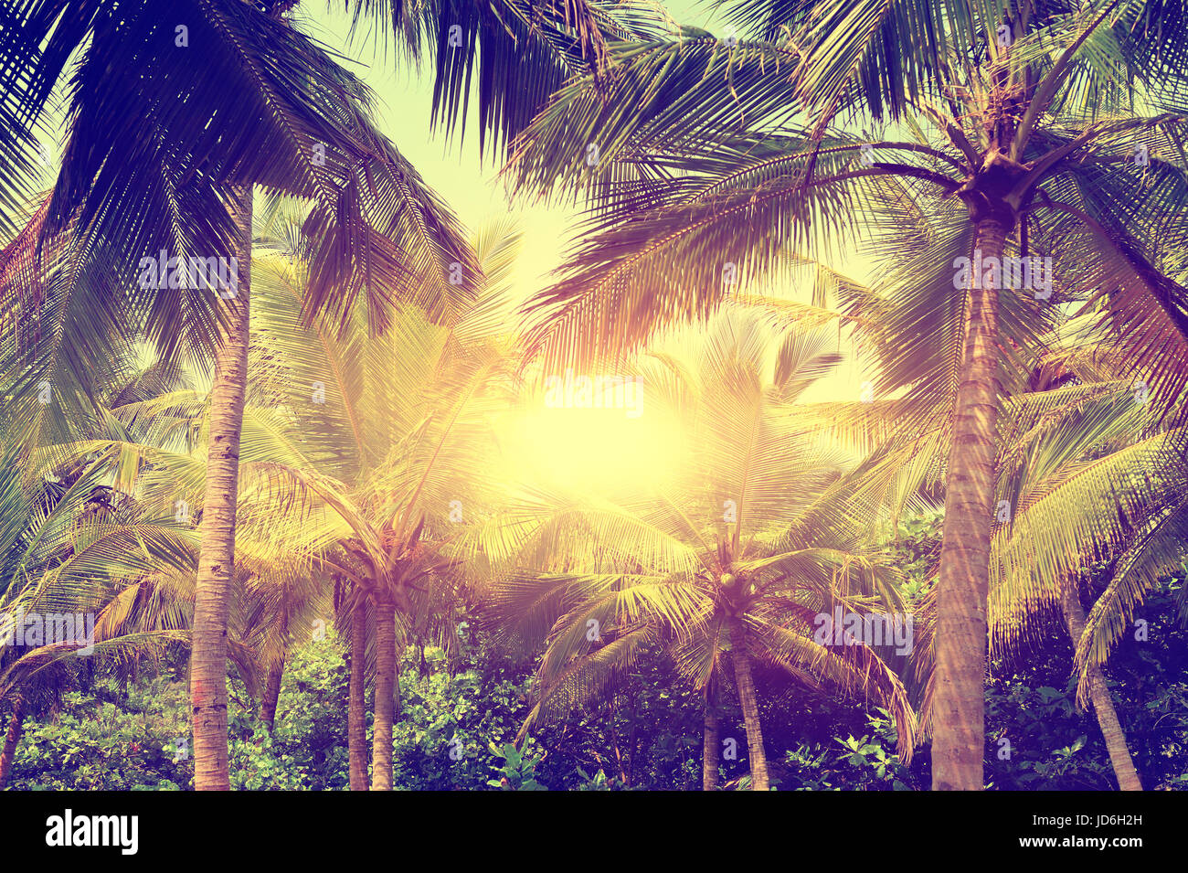 Coconut green palm tree on blue sky background Stock Photo Alamy