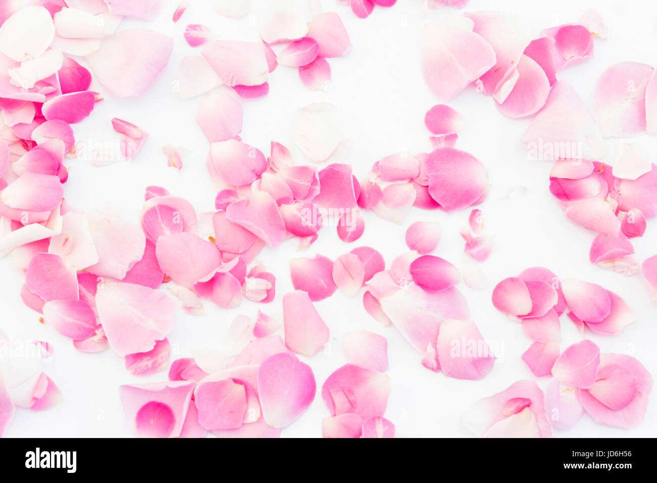 Pink Rose Petals on White Background Stock Photo - Alamy