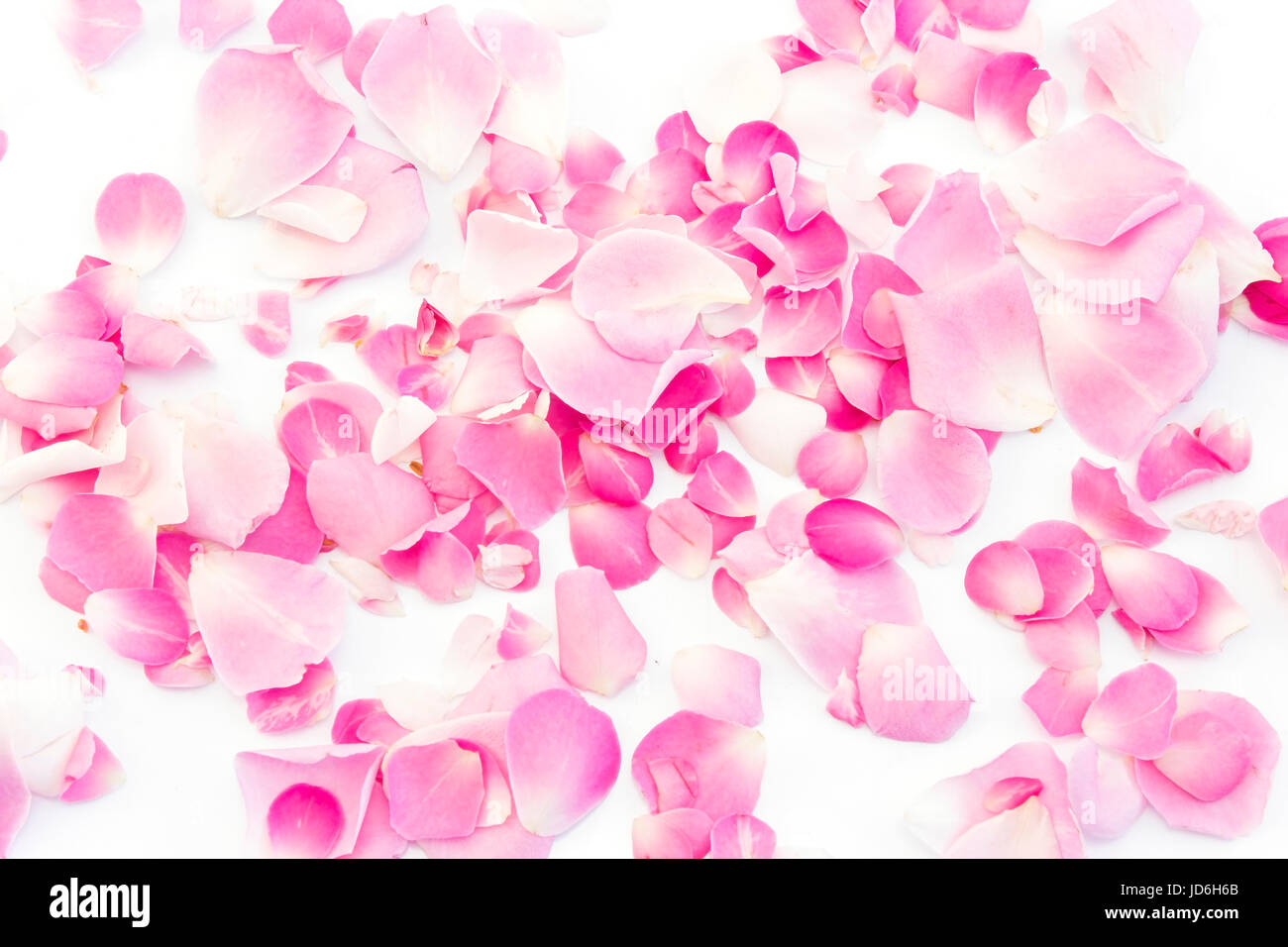 Pink Rose Petals on White Background Stock Photo - Alamy