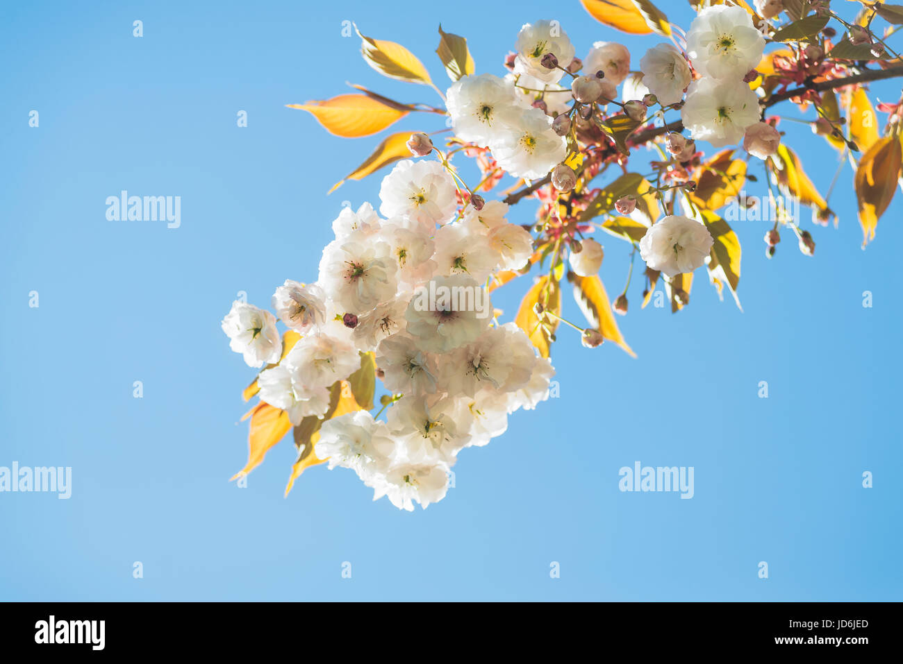 Prunus hisakura flowering cherry tree hi-res stock photography and