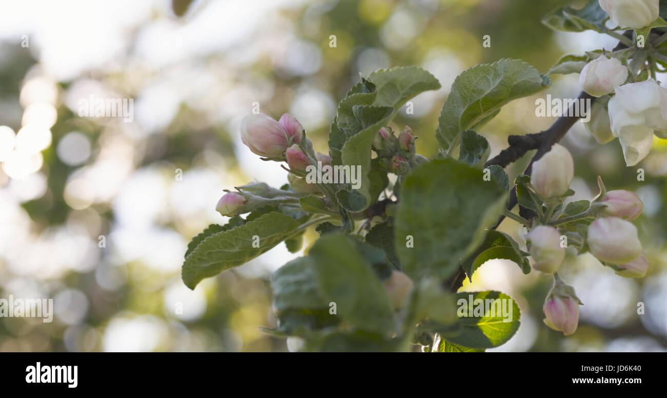 closeup of white and pink flowers on apple tree in sunny day Stock