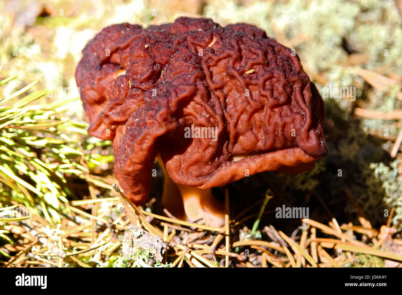 A poisonous Gyromitra Esculenta mushroom. Stock Photo