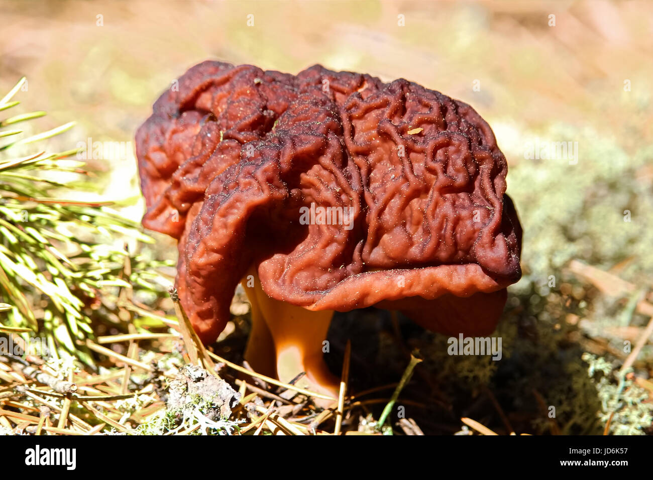 A poisonous False Morel mushroom. Stock Photo