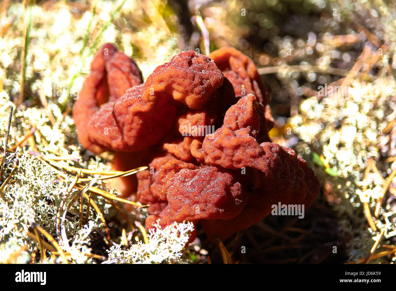 A Gyromitra Esculenta commonly known as a False Morel. Stock Photo
