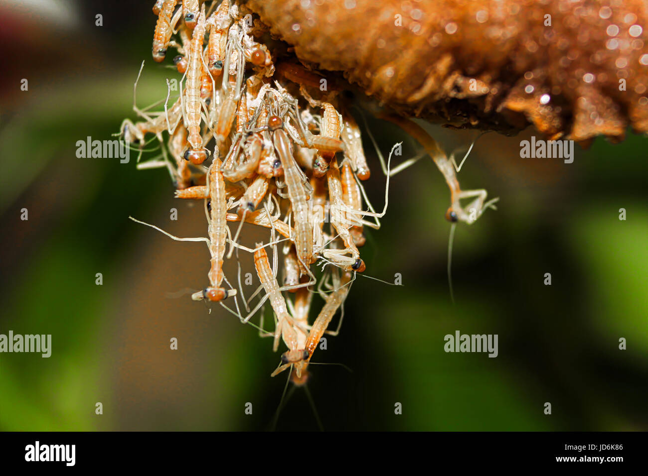 Praying mantis nymphs hatching from an ootheca Stock Photo Alamy