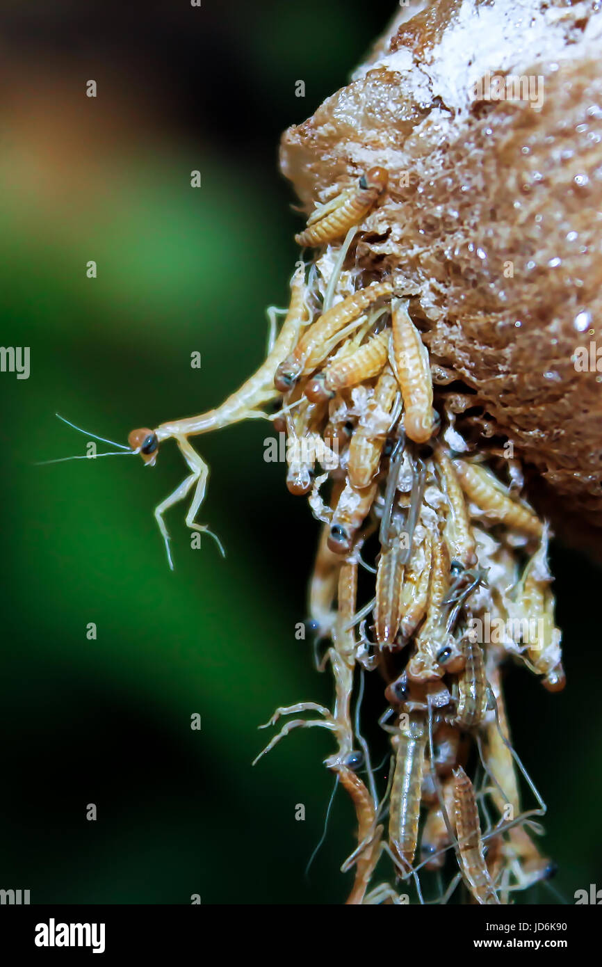 Closeup view of translucent praying mantis nymphs as they hatch Stock
