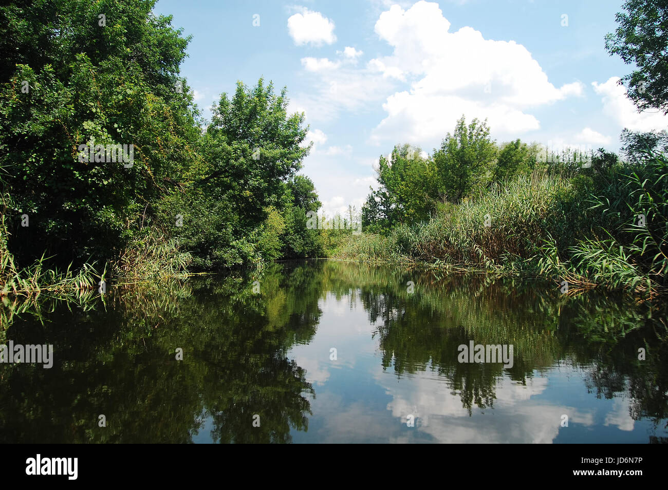 Summer floodplain river with jungles of reeds and trees. Summer water scape. Stock Photo