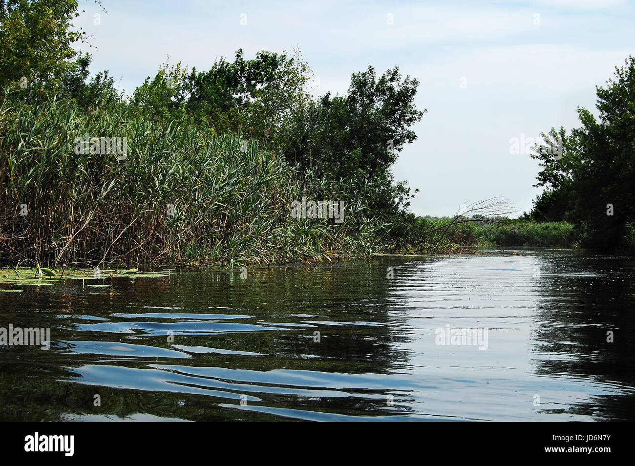 Summer floodplain river with jungles of reeds and trees. Summer water scape. Stock Photo