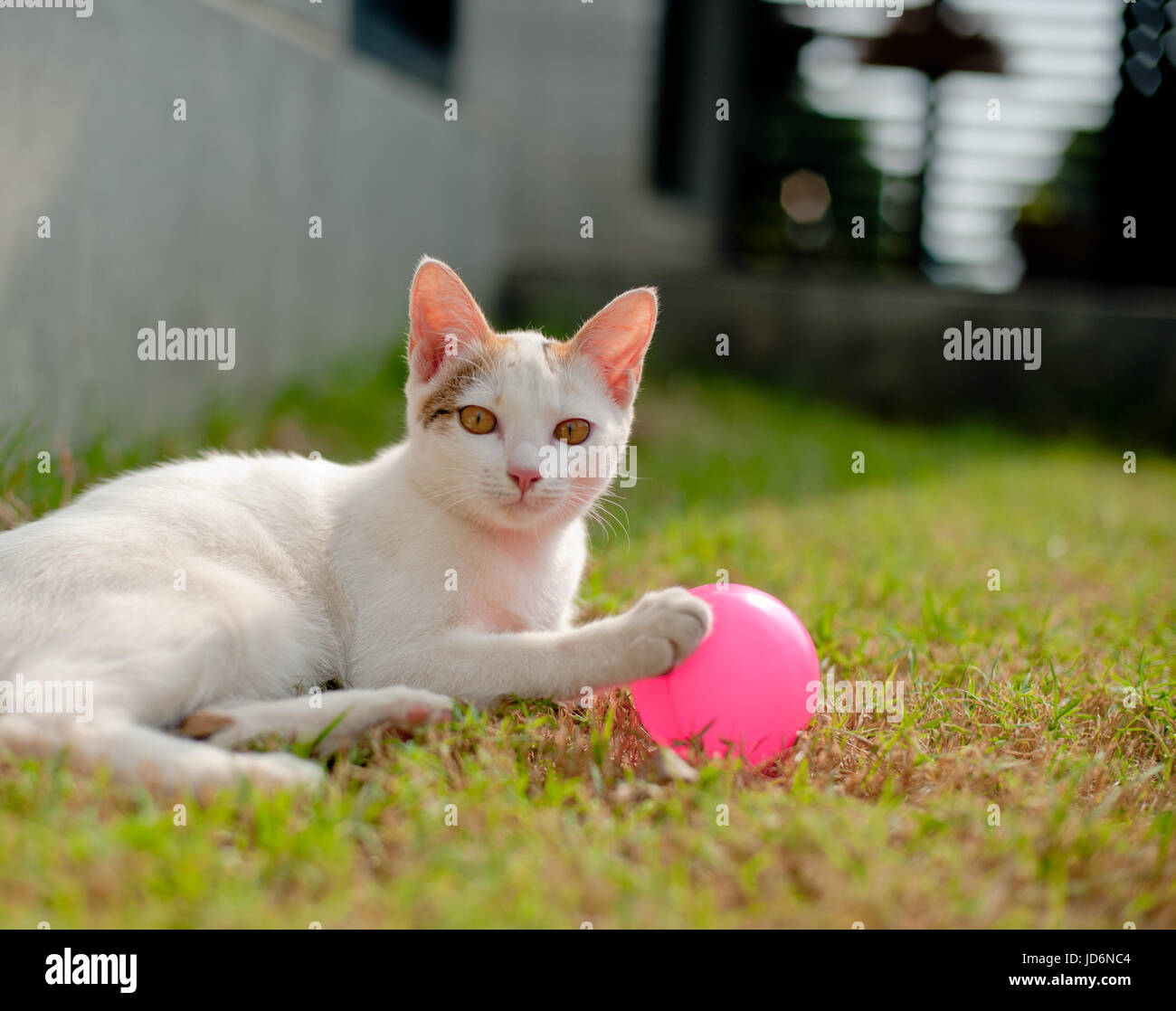 Cat fur ball hires stock photography and images Alamy