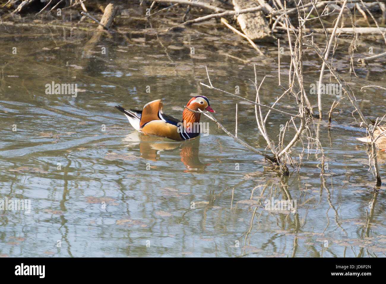 Mandarin duck close up from Sile river natural park. Italian wildlife ...