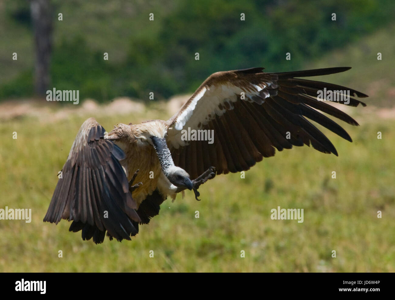 Predatory bird in flight. Kenya. Tanzania. Safari. East Africa. Stock Photo