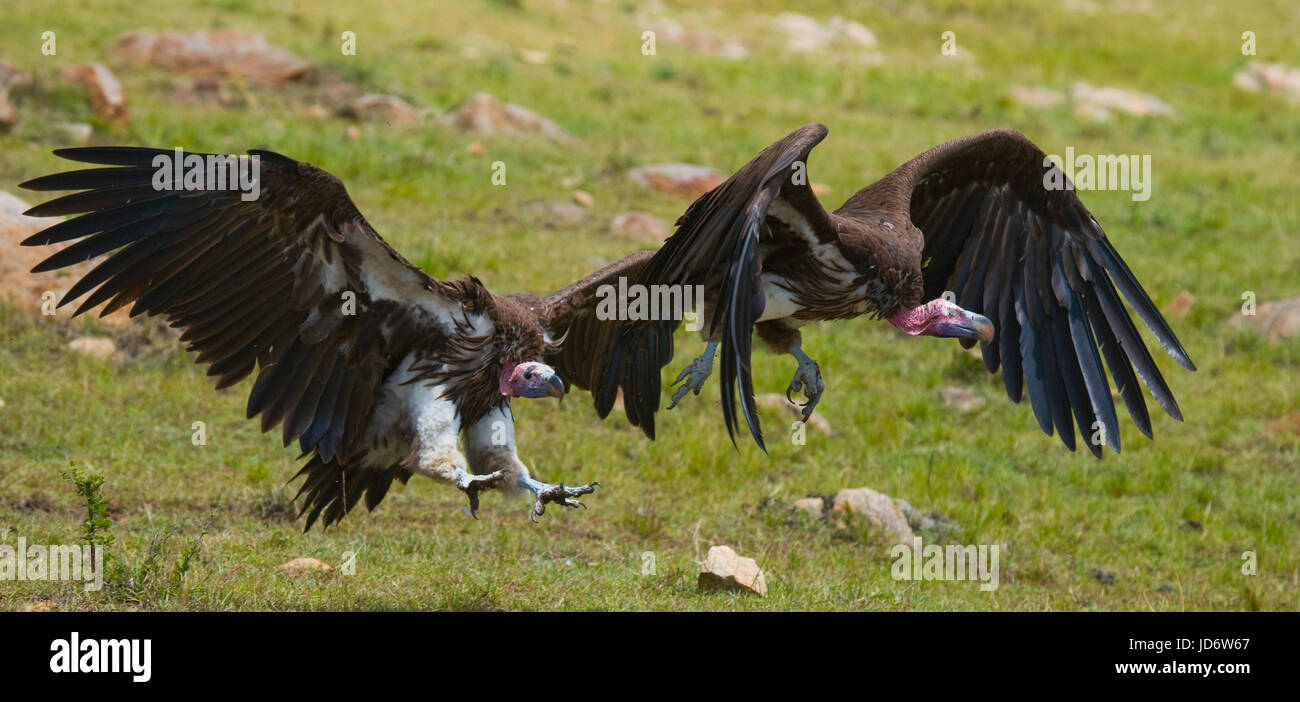 Predatory birds in flight. Kenya. Tanzania. Safari. East Africa. An excellent illustration. Stock Photo