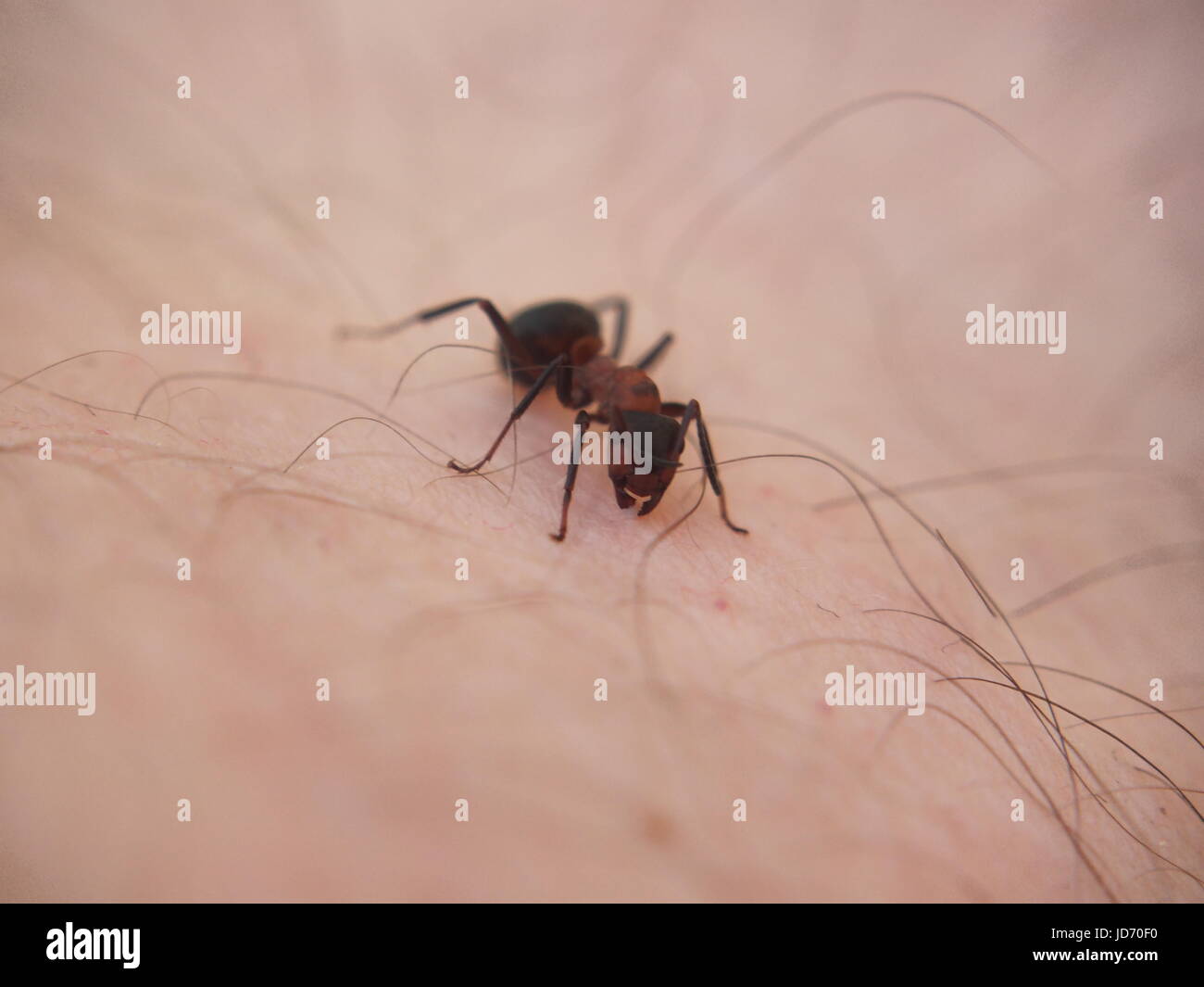 Forest ant sits on the skin in humans and bites him. Macro. Stock Photo