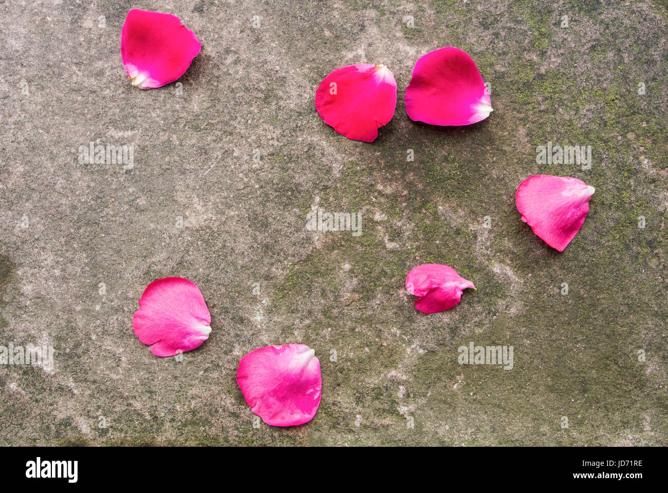 Stone background with moss and fallen dark pink rose petals, Walldorf, Germany. Stock Photo
