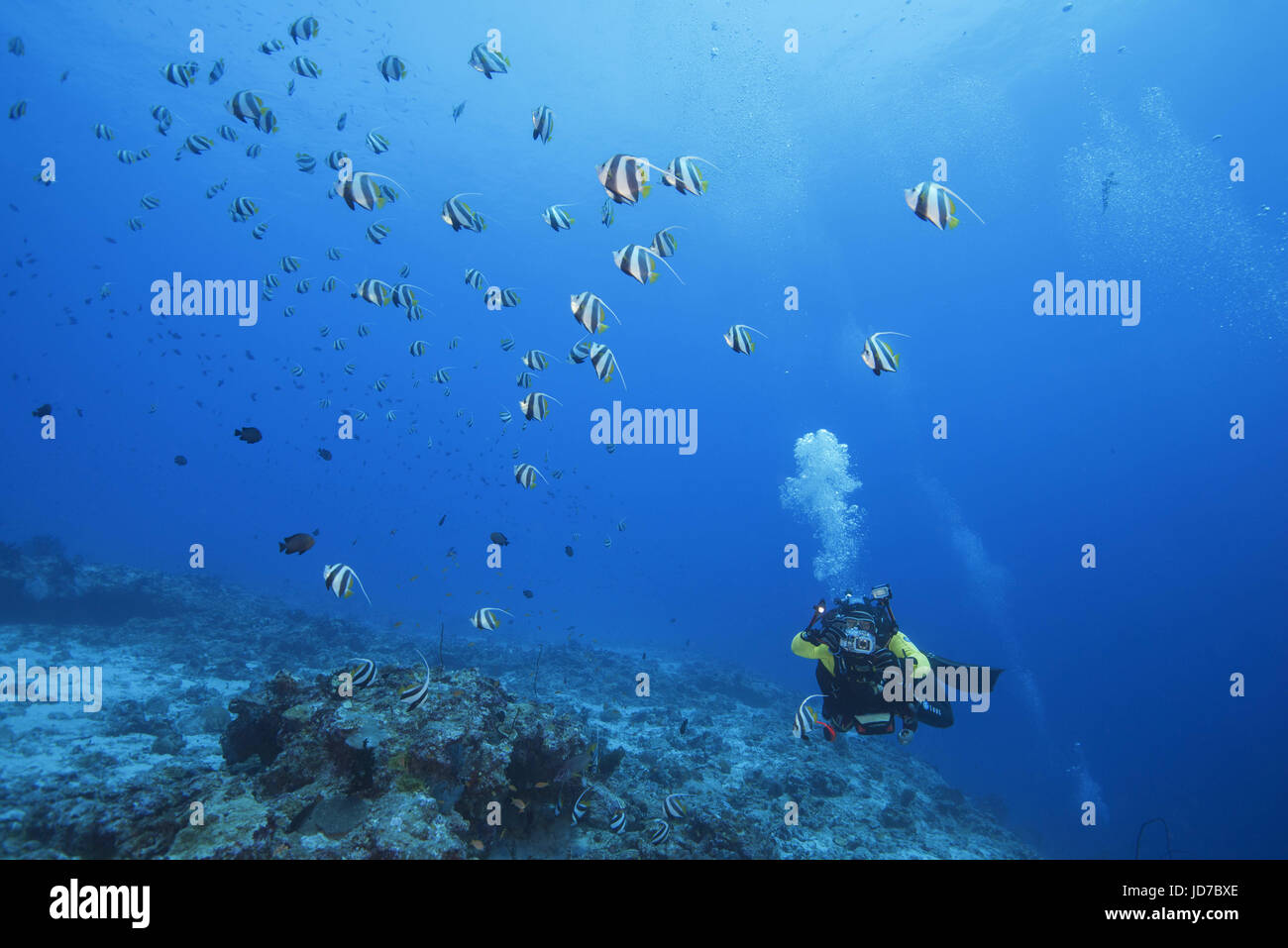 March 24, 2017 - Male scuba diver shooting school of Schooling bannerfish (Heniochus diphreutes) over coral reef in blue water, Indian Ocean, Maldives Credit: Andrey Nekrasov/ZUMA Wire/ZUMAPRESS.com/Alamy Live News Stock Photo