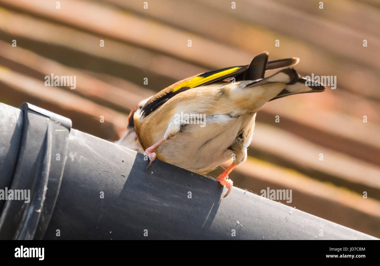 Thirsty adult Goldfinch bird drinking water from a gutter on a hot Summer's day in Summer in West Sussex, England, UK. Stock Photo