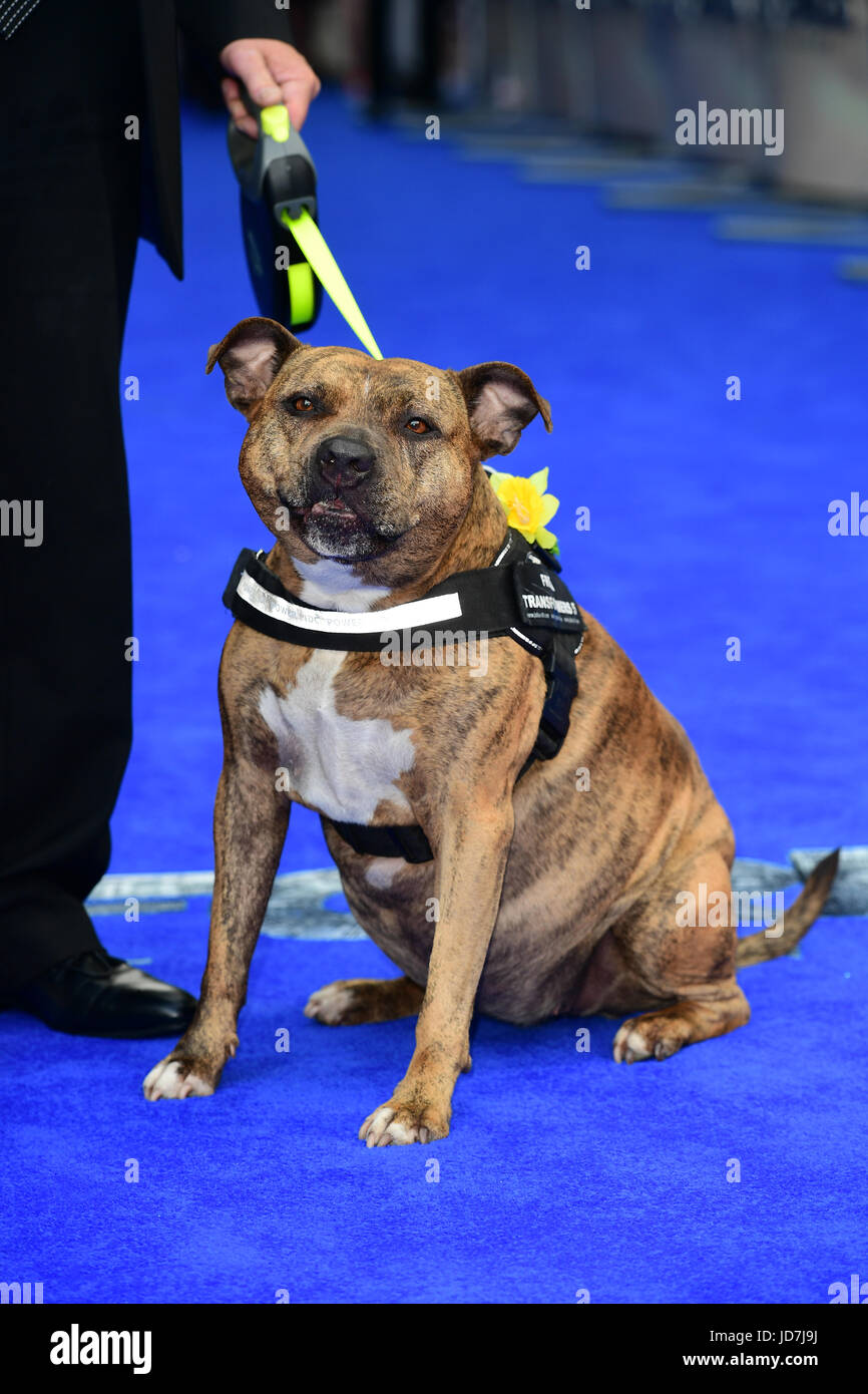 Freya the Dog arriving for Transformers The Last Knight World Premiere