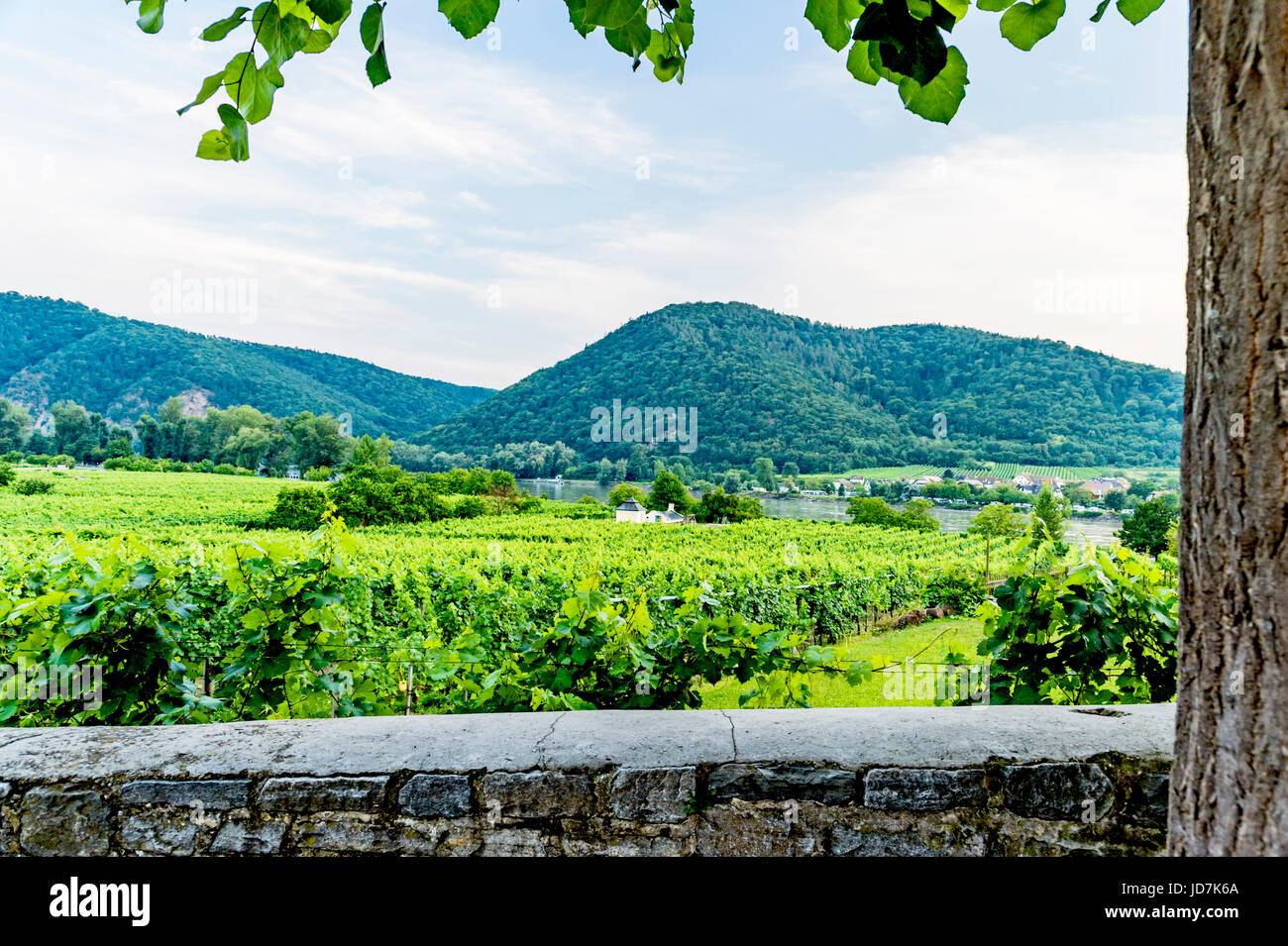 Weinanbau in der Wachau nahe Dürnstein, Österreich; vineyard cultivation near Duernstein, austria Stock Photo
