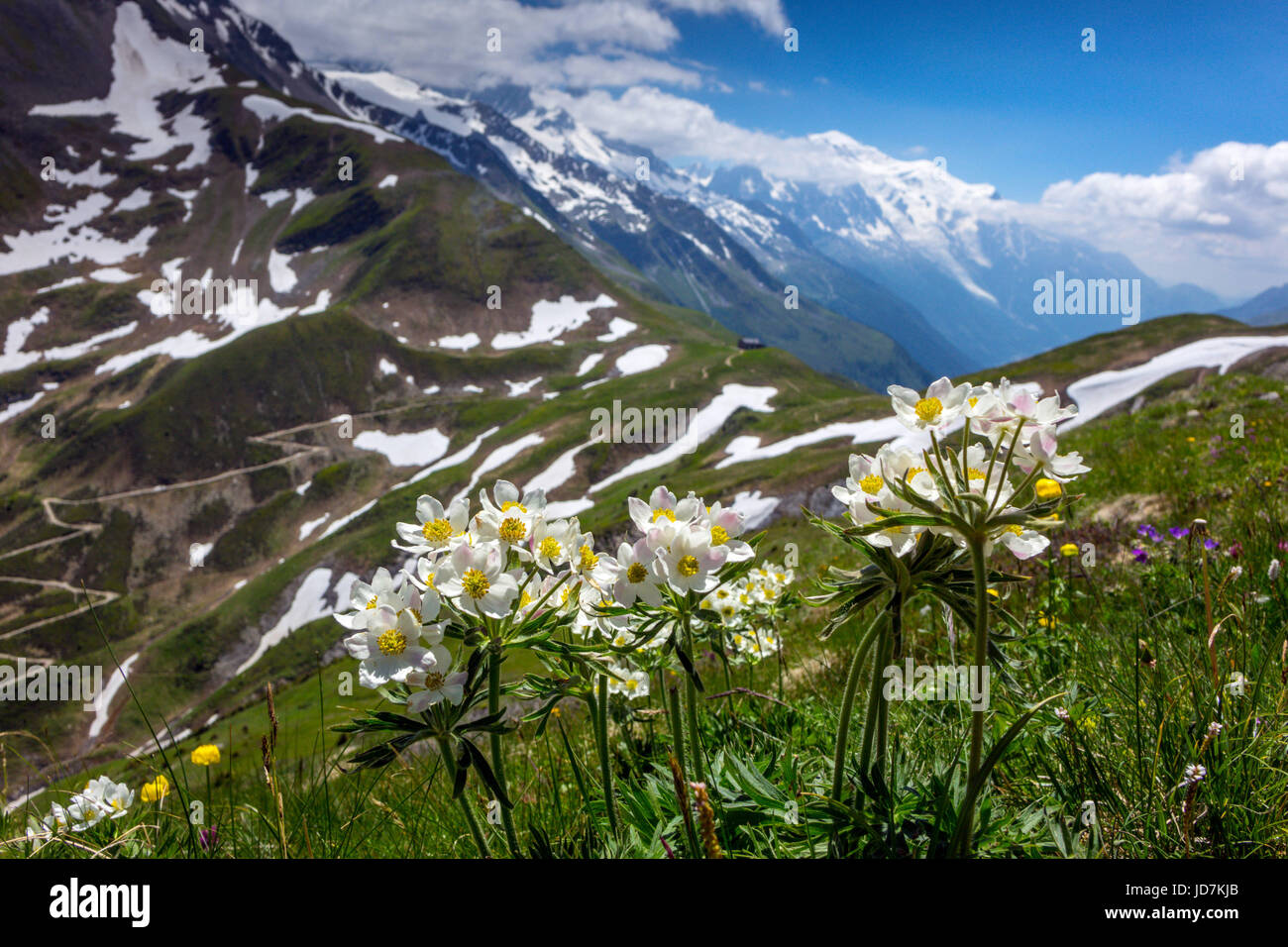 Wild anemones, or pale pasque flowers above Col de Balme, Chamonix Stock Photo