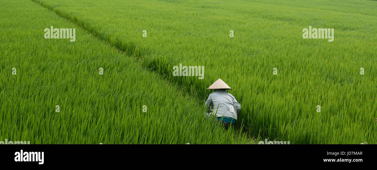 Vietnamese rice paddy Stock Photo