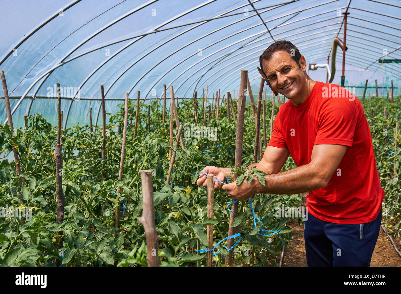 Farmer man working on his tomatoes in the greenhouse Stock Photo - Alamy