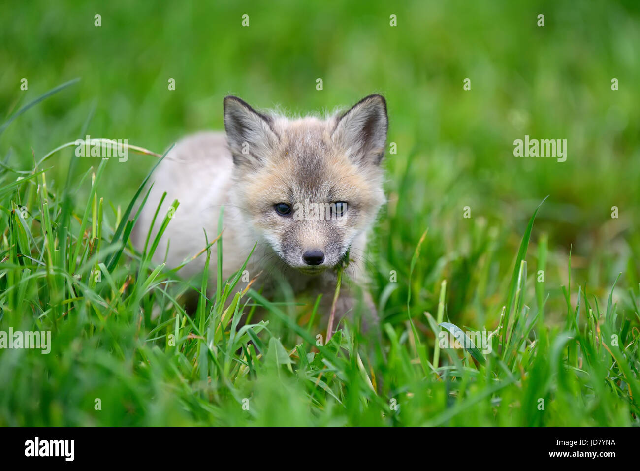 Close up baby silver fox in grass Stock Photo