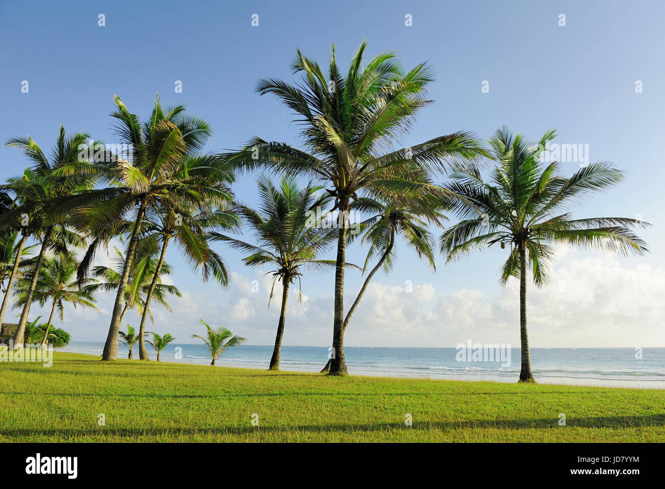 Beautiful palm trees at the beach Indian ocean Stock Photo - Alamy