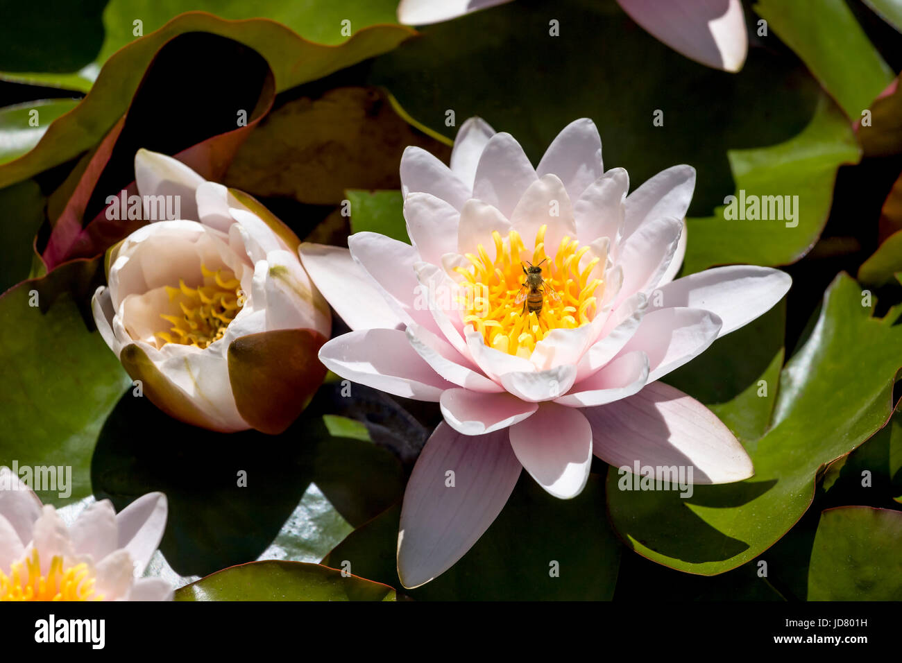 This is an image of a honeybee collecting pollen on a lotus in a lily pond. Captured a formal garden in San Francisco, California. Stock Photo
