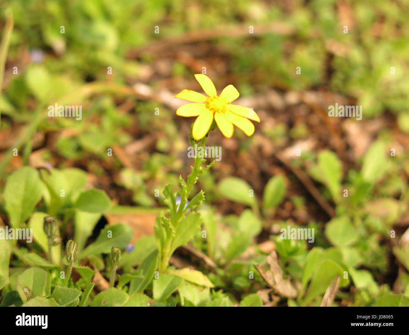 Yellow flower with brown center hires stock photography and images Alamy