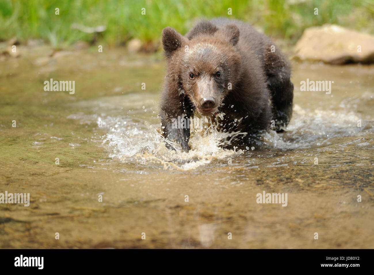 Brown bear cub in a forest Stock Photo - Alamy