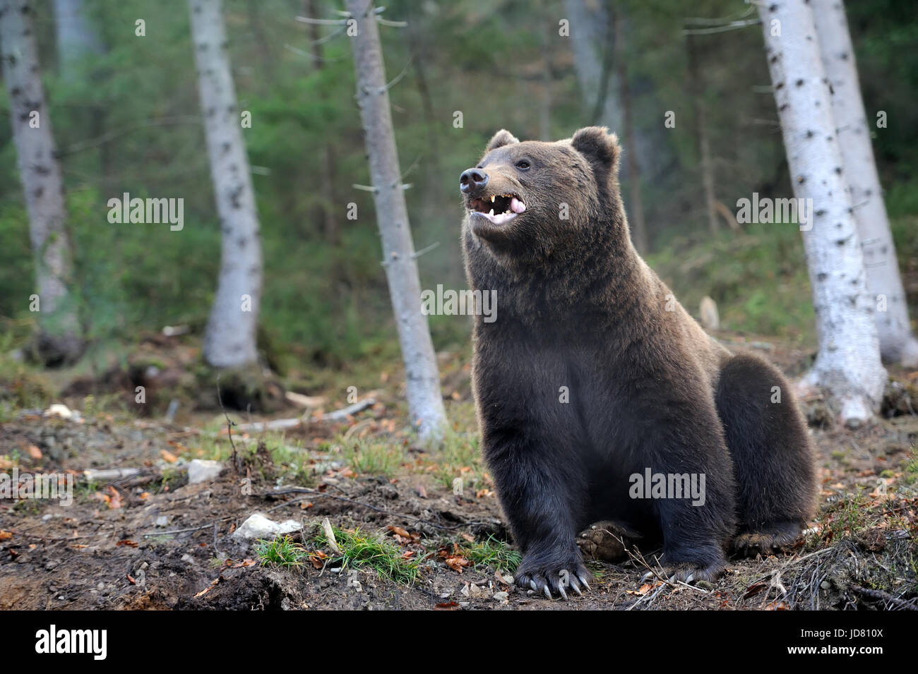 A brown bear in the forest Stock Photo - Alamy