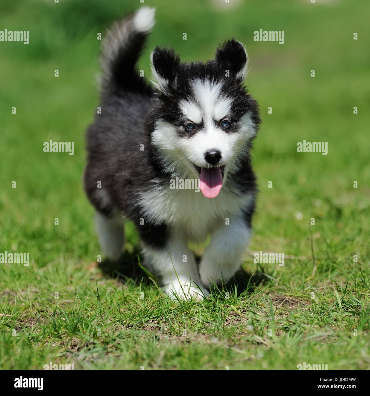Cute little siberian husky puppy in grass Stock Photo - Alamy