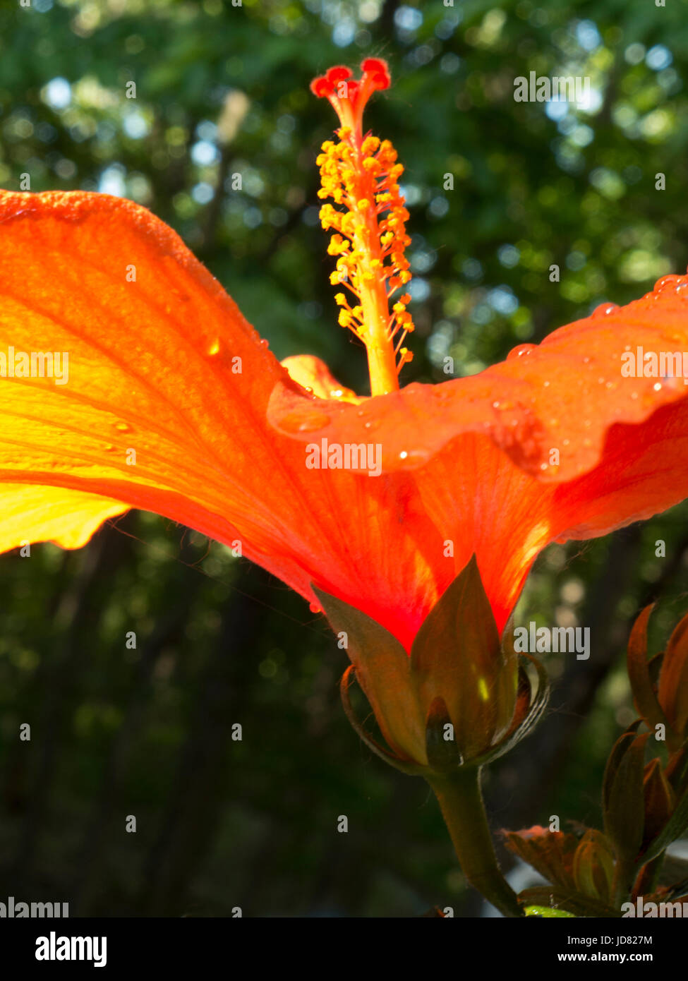 Red hibiscus in bloom Stock Photo Alamy