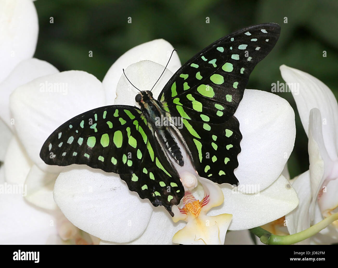 South Asian Tailed Green Jay Butterfly (Graphium agamemnon) a.k.a. Green Triangle or Green-spotted Triangle. Stock Photo