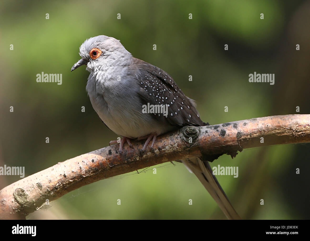 Colombe diamant hi-res stock photography and images - Alamy