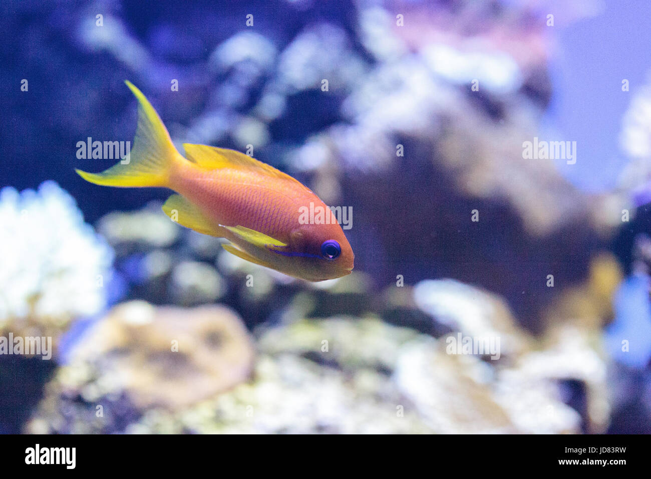 Yellow Lyretail Anthias fish known as Pseudanthias squamipinnis in a coral reef. Stock Photo