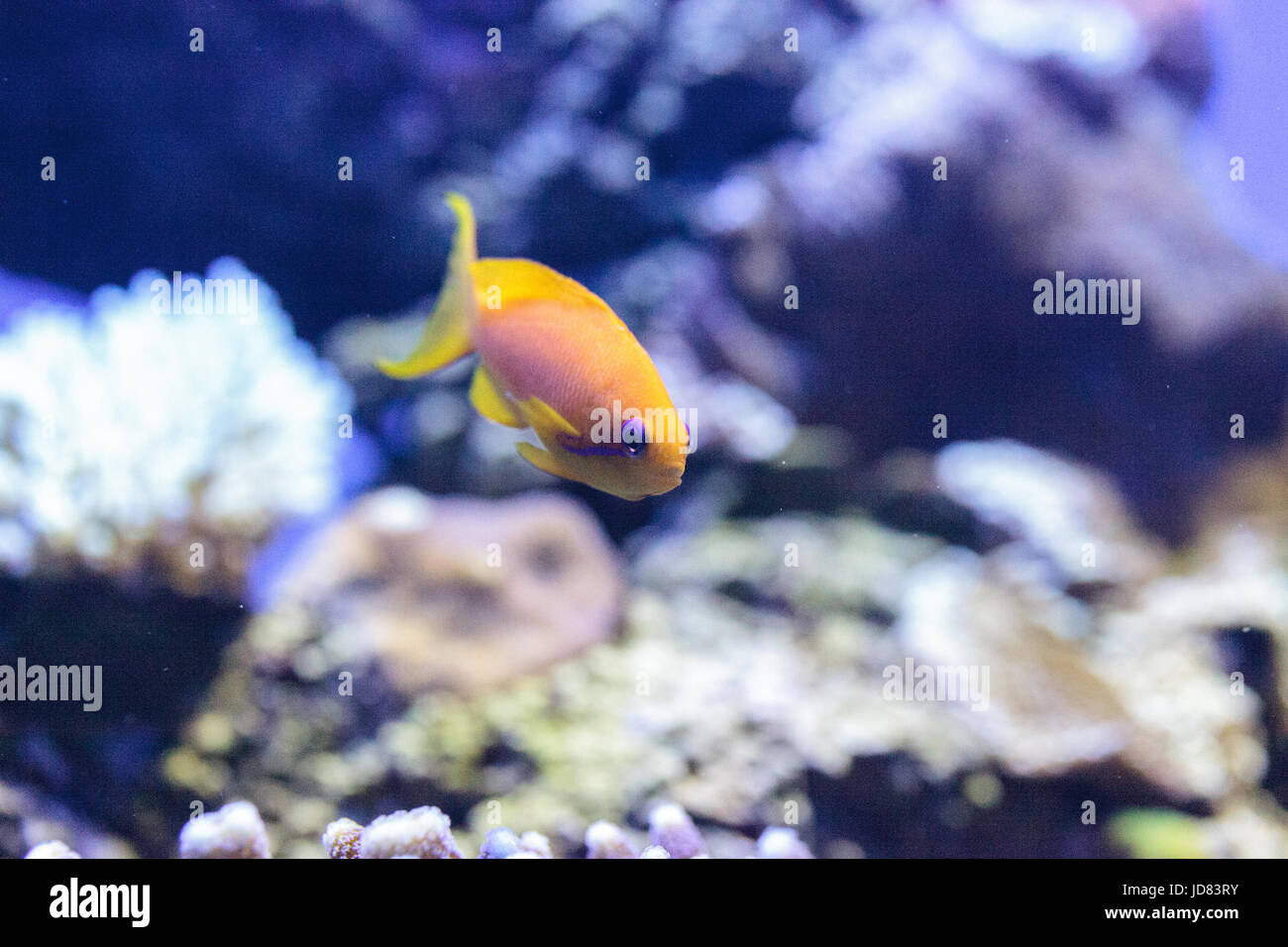 Yellow Lyretail Anthias fish known as Pseudanthias squamipinnis in a coral reef. Stock Photo