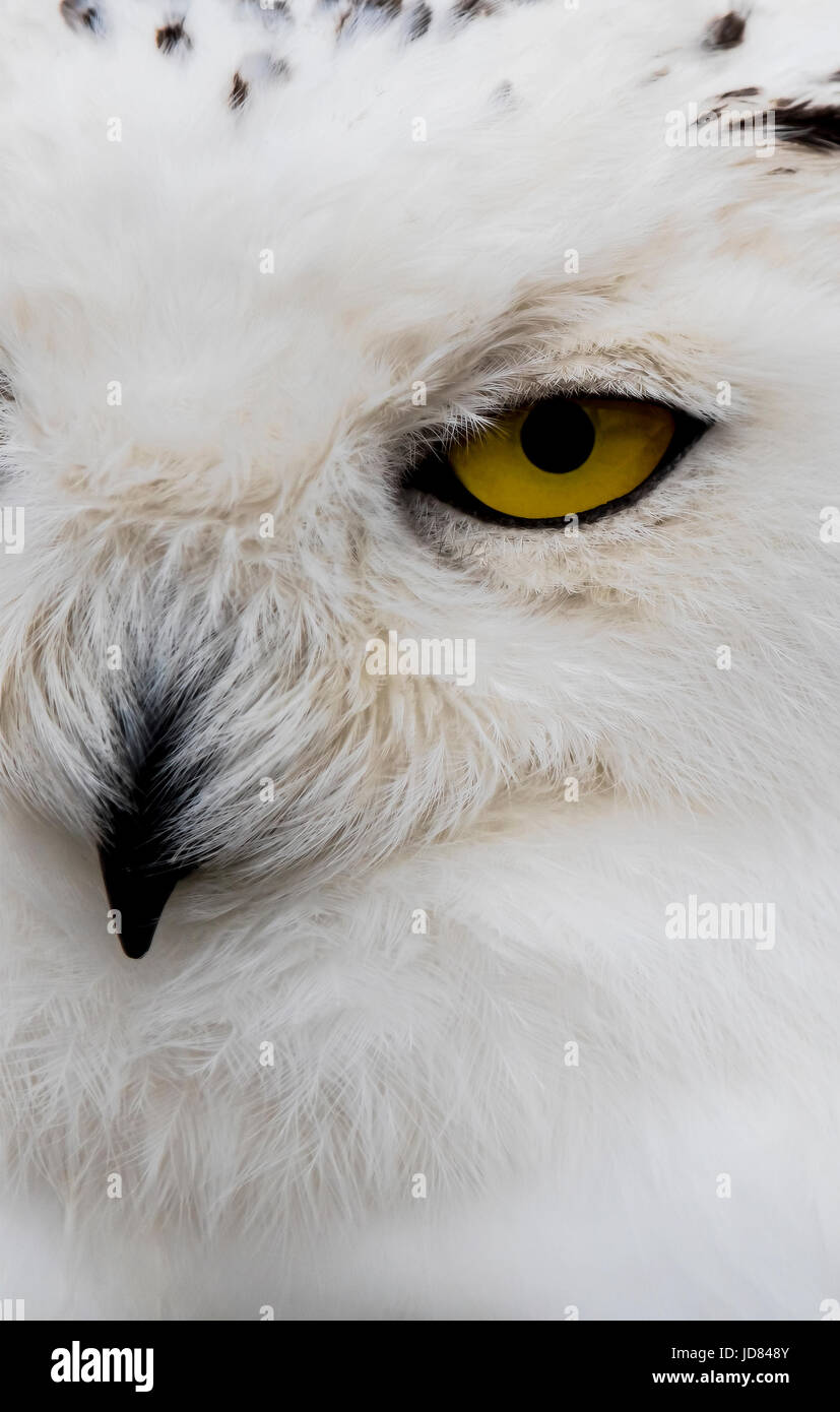 Close up shot of a Snowy Owl Stock Photo