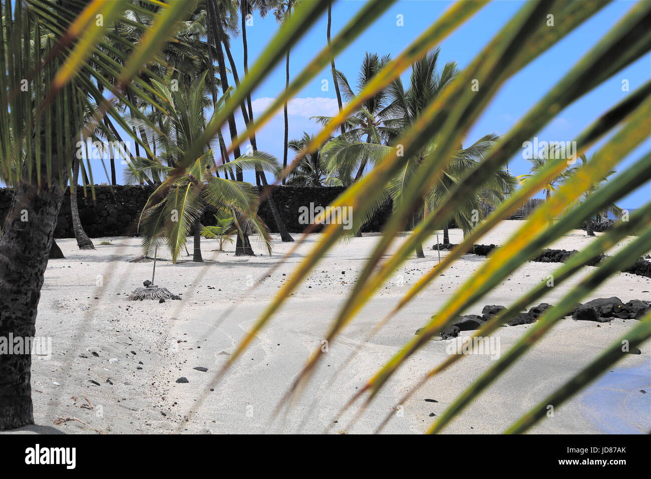 Kona Hawaii Palm Trees High Resolution Stock Photography and Images - Alamy
