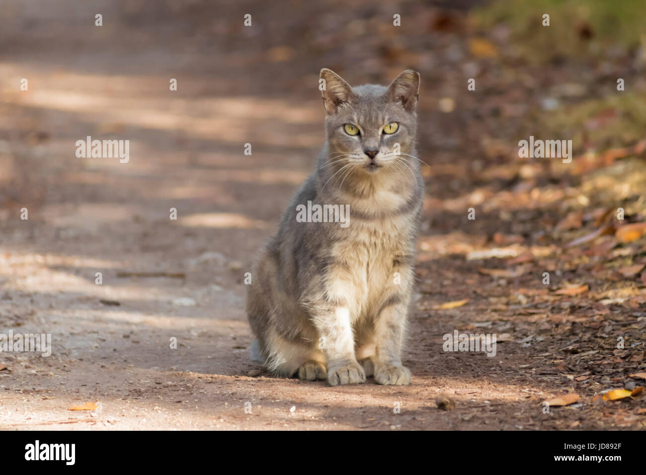 Feral cat in a beach trail Stock Photo