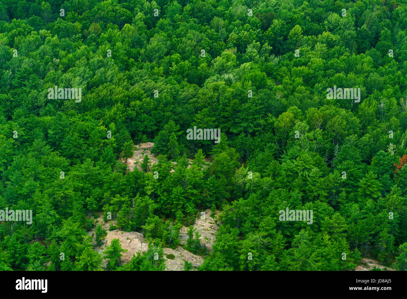 Aerial view of large area of trees, Toronto, Ontario, Canada. aerial picture from ontario canada 2016 Stock Photo